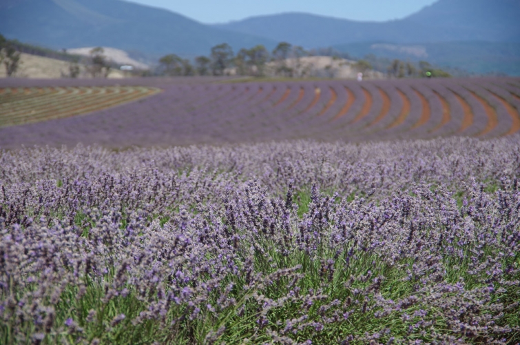 bridestowe_lavender-1.jpg
